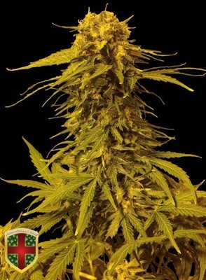 All-In Medicinal Seeds - Monster Skunk Auto (auto/fem.) 02316