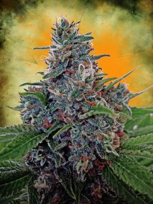 Ministry of Cannabis - Auto Blue Amnesia (auto/fem.) 02129