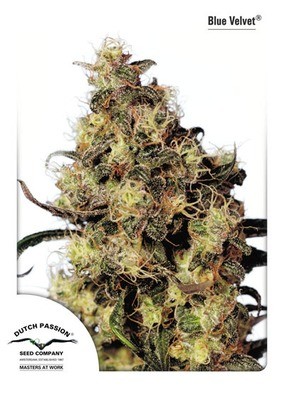 Dutch Passion - Blue Velvet ® (fem.) 01446
