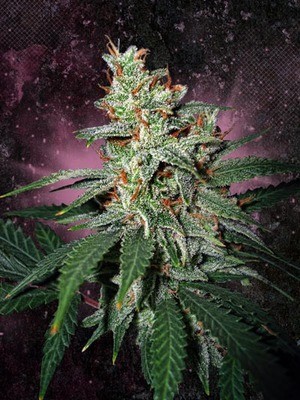 Ministry of Cannabis - Carnival (fem.) 02120