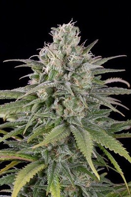 Humboldt Seed Organization - UK Cheese Auto (auto/fem.) hso31