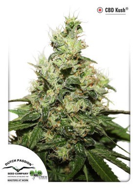 Dutch Passion - CBD Kush (fem.) 01431