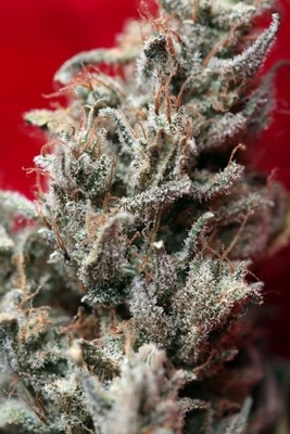 Reggae Seeds - O' Haze Red (fem.) 01081