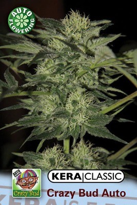 Kera Seeds - Crazy Bud Auto (auto/fem.) 05048