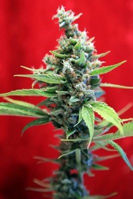 Reggae Seeds - Sra. Amparo (fem.) 01082