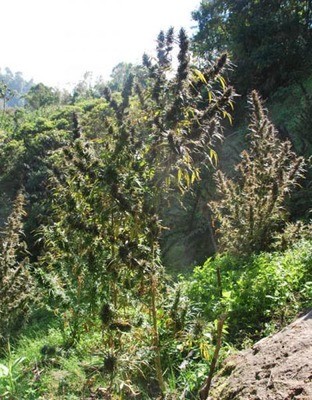 Cannabiogen Seeds - Colombia Mangobiche (reg.) 01614