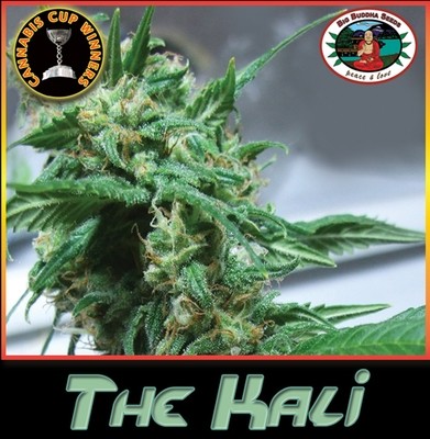 Big Buddha Seeds - The Kali (fem.) 07569