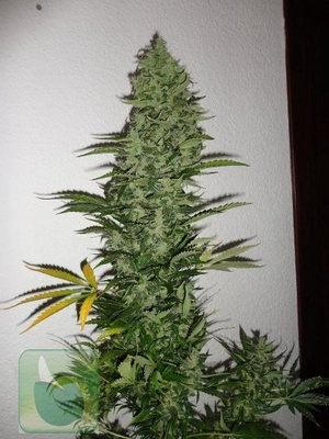 Феминизированные медицинские автоцветущие семена марихуаны Automaris Seeds - Critical#chiva (fem./auto) am1