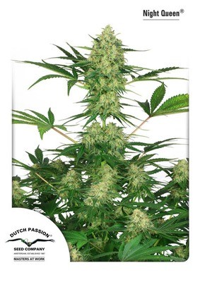 Dutch Passion - Night Queen (fem.) 01452