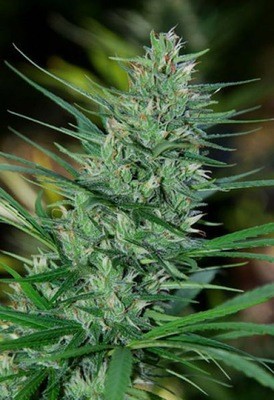 Cannabiogen Seeds - Mextiza (reg.) 01615