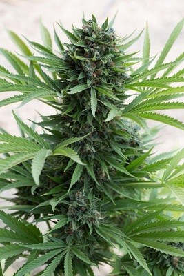 Humboldt Seed Organization - Sour Diesel Auto (auto/fem.) hso30