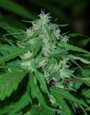 Cannabiogen Seeds - Nepal Highland (reg.) 01598