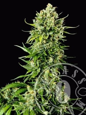 Grass-O-Matic - Auto Mass (auto/fem.) 01351