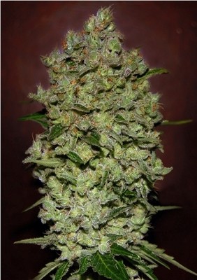 Advanced Seeds - Auto Bio Diesel Mass (auto/fem.) 03498