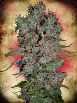 Ministry of Cannabis - Auto Blueberry Domina (auto/fem.) 02130