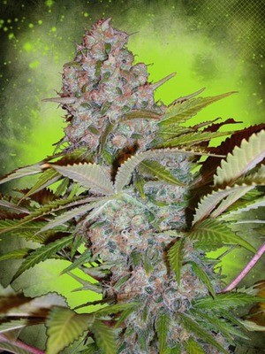 Ministry of Cannabis - Auto Cheese NL (auto/fem.) 02131