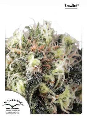 Dutch Passion - Snow Bud (fem.) 01445