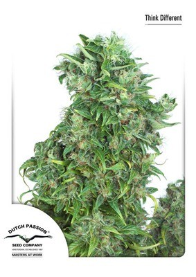 Dutch Passion - Think Different (auto/fem.) 01474