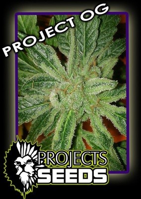 Projects Seeds - Project OG (fem.) projs2