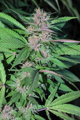 Cannabiogen Seeds - Pakistan Chitral Kush (reg.) 04678