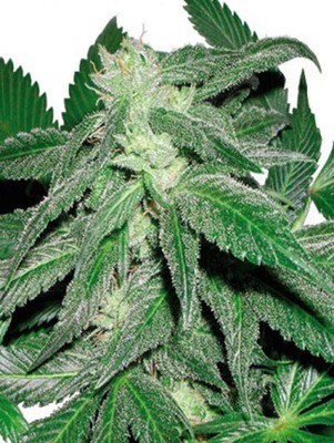 Cannabiogen Seeds - Taskenti (fem.) 01600