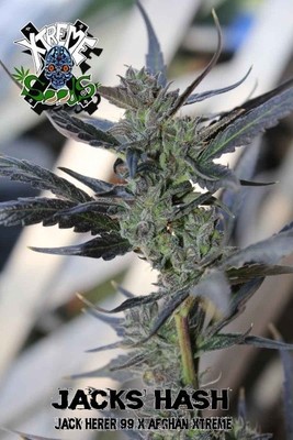 Xtreme Seeds - Jack's Hash (reg.) extr1