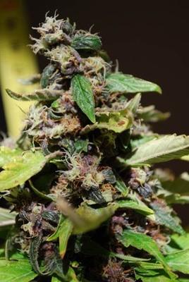 Female Seeds - Black Sugar (fem.) 01524
