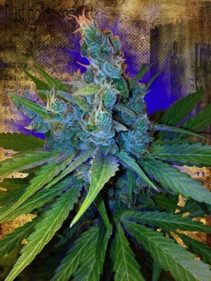 Ministry of Cannabis - Hay-Z (fem.) 02122
