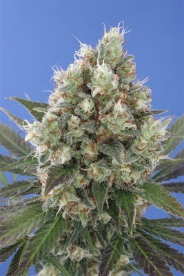Vulkania Seeds - Northern City Haze (fem.) 01627