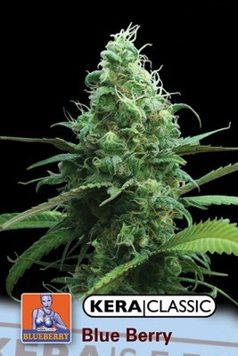 Kera Seeds - Blueberry White (fem.) 02118
