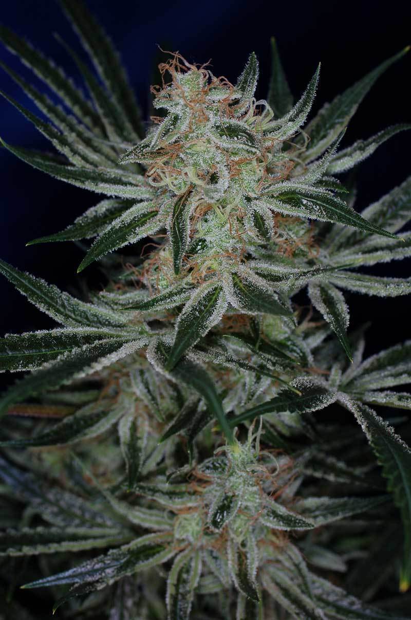 TGA Subcool Seeds - Jack the Ripper (reg.)