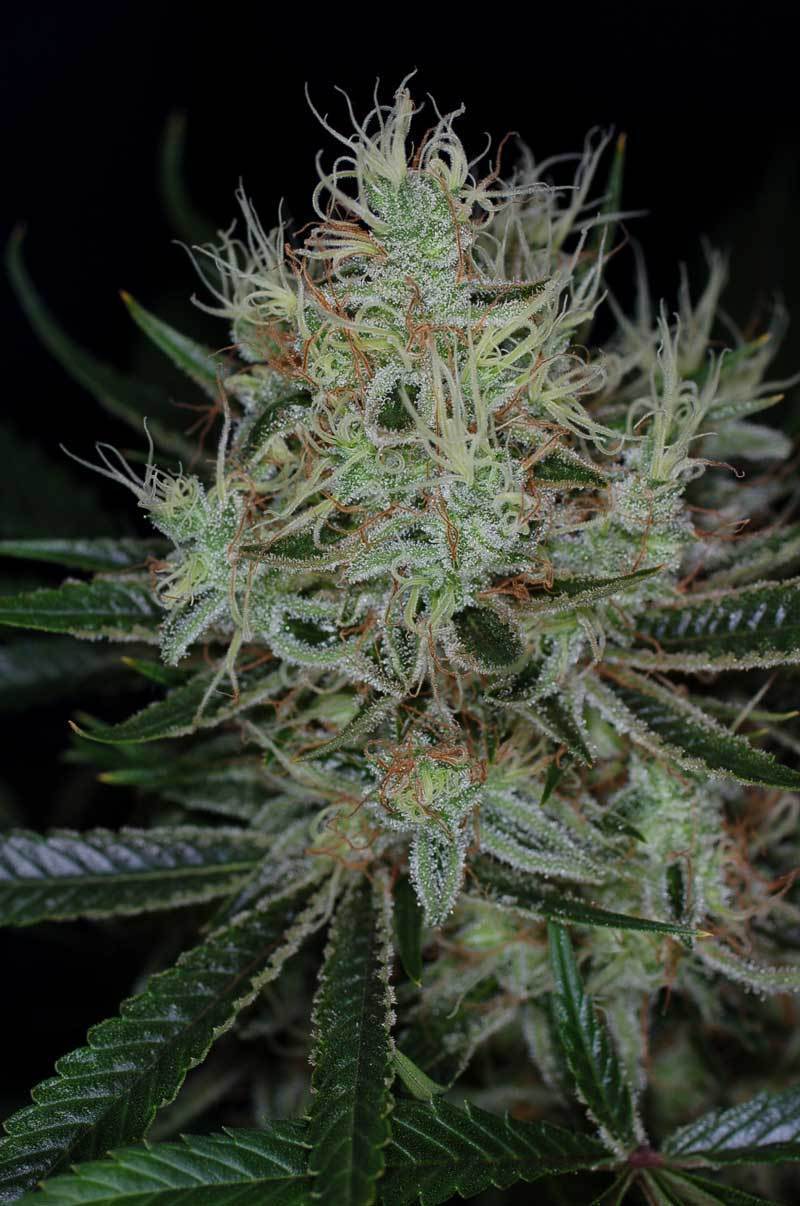 TGA Subcool Seeds - Jack the Ripper (reg.)