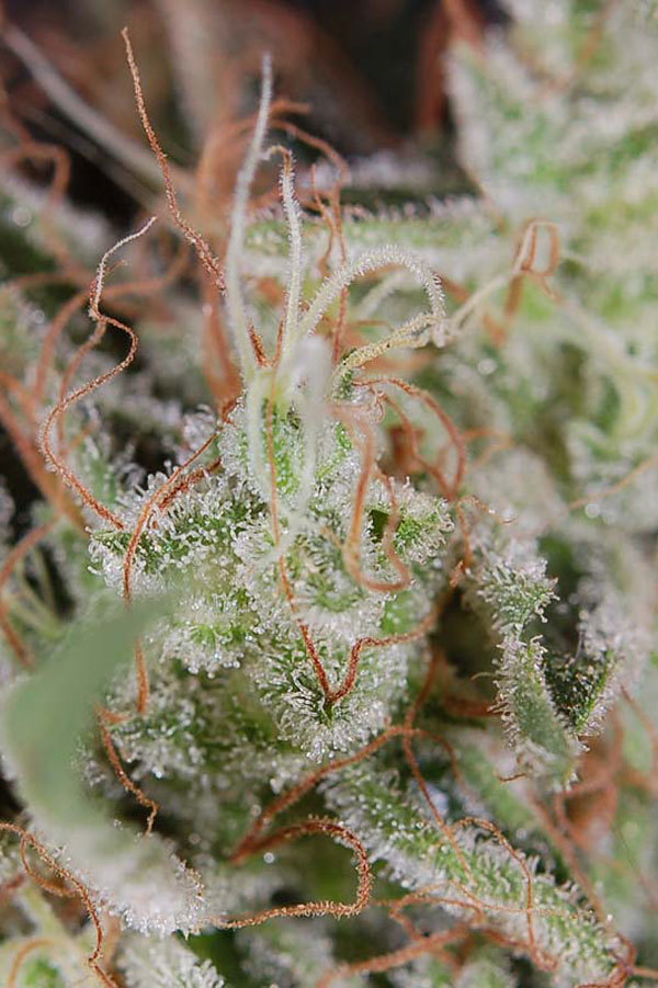 TGA Subcool Seeds - Jack the Ripper (reg.)