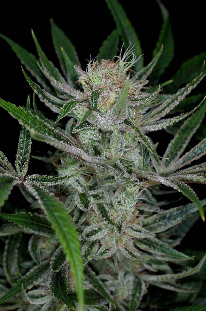 TGA Subcool Seeds - Jack the Ripper (reg.)