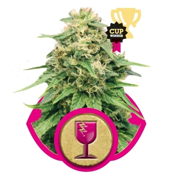 Royal Queen Seeds - Critical (fem.)