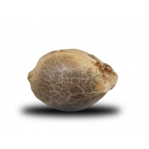 Royal Queen Seeds - Critical (fem.)