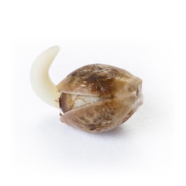 Royal Queen Seeds - Critical (fem.)