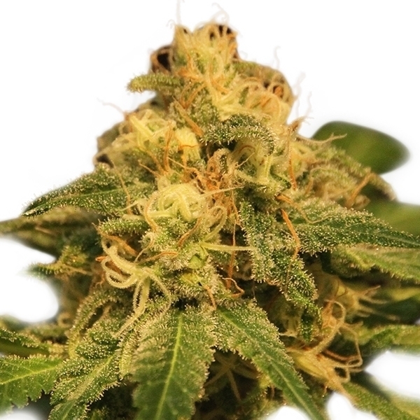 Royal Queen Seeds - Critical (fem.)