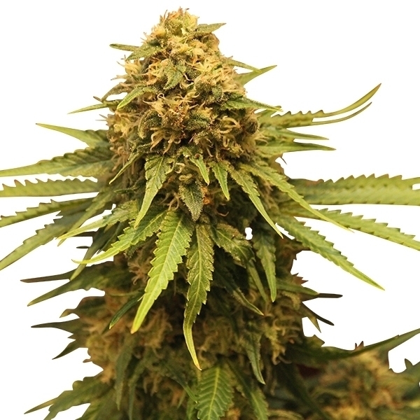 Royal Queen Seeds - Critical (fem.)