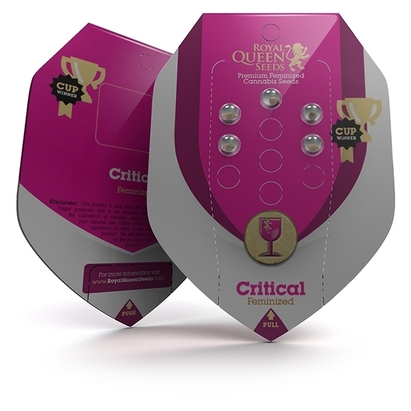 Royal Queen Seeds - Critical (fem.)