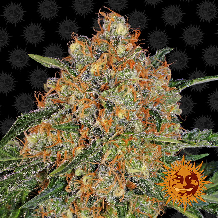 Barney's Farm - Orange Sherbert (fem.)