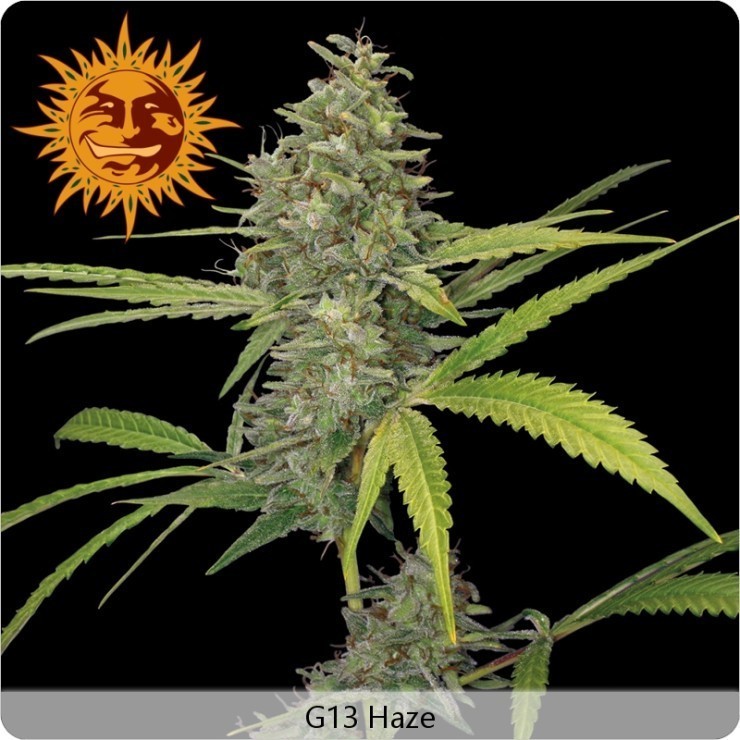 Barney's Farm - G13 Haze (reg.)