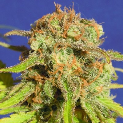 Original Sensible Seeds - Bruce Banner #3 Auto (auto/fem.) 06165