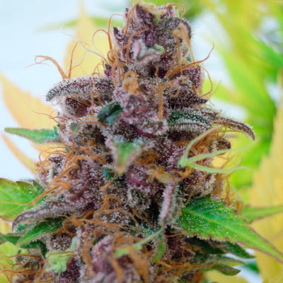 Original Sensible Seeds - Gelato Auto (auto/fem.) 06166