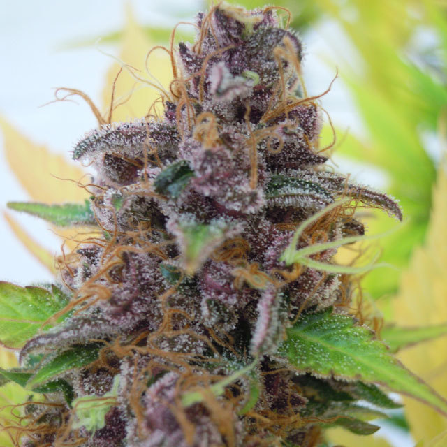 Original Sensible Seeds - Gelato Auto (auto/fem.)