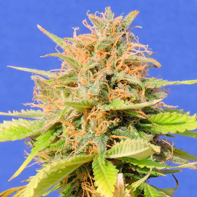 Original Sensible Seeds - Girl Scout Cookies Auto (auto/fem.) 06167