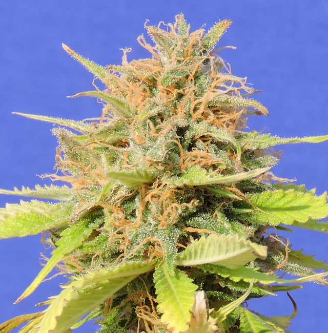Original Sensible Seeds - Girl Scout Cookies Auto (auto/fem.)