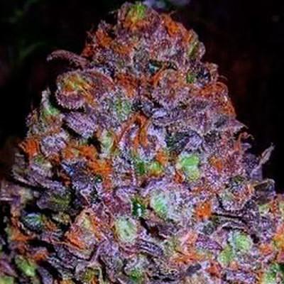 Original Sensible Seeds - Purple Haze Auto (auto/fem.) 06169