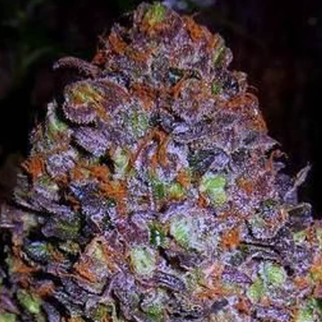 Original Sensible Seeds - Purple Haze Auto (auto/fem.)