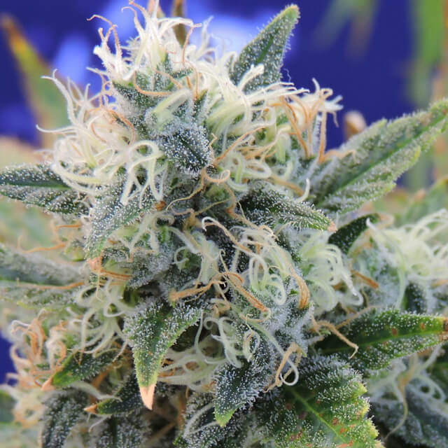 Original Sensible Seeds - Girl Scout Cookies (fem.)